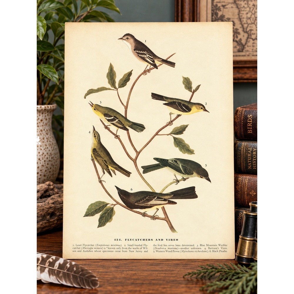 1941 Audubon Book Plate Flycatchers Vireo Warbler Wood Pewee Phoebe Bird Art